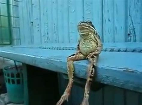26 Animals Sitting Like Humans Frog Frog Sitting Frog Pictures