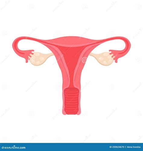 Anatomy of the Female Reproductive System. Diagram of the Location of