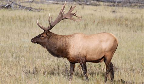 Elk thriving in Alberta despite increases in predators and hunting