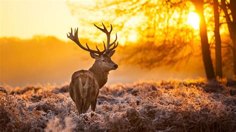 Brown Deer Nature Animals Trees Sunset 4k Hd Wallpapers Hd Wallpapers Id 31538