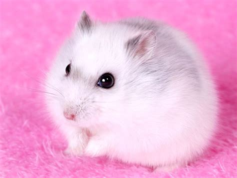 Cute Hamster Wallpapers Top Những Hình Ảnh Đẹp