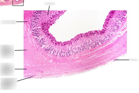 Histology Digestive System Flashcards Quizlet The Best Porn Website