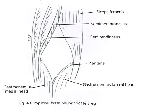 Popliteal Fossa Diagram