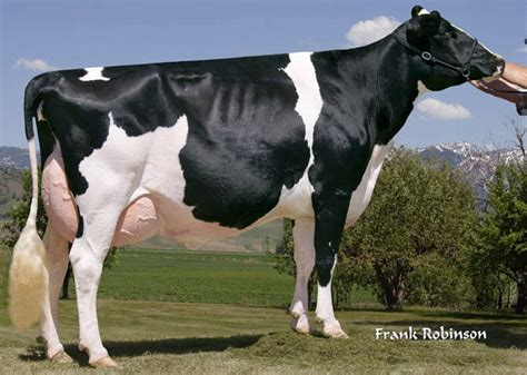 Dairy Farming Holstein Friesian Cow Pictures