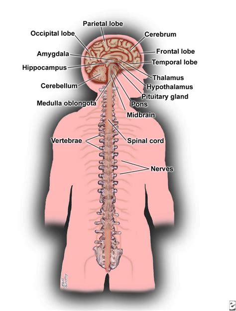 Human Body Systems And Their Organs Nervous System