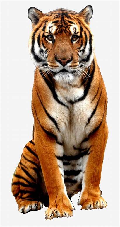 Animals Wild Tiger Clipart Animal Tigre Transparent