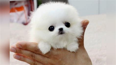 Smallest Dogs In The World Breeds