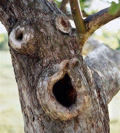 Pictures Of Creepy Hidden Faces Tree Faces Weird Trees Amazing