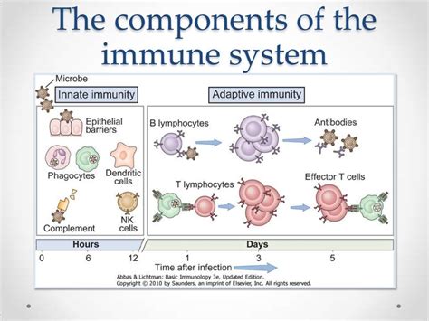 Common Variable Immunodeficiency