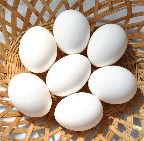 œufs De Poule Tout Ce Quil Faut Impérativement Savoir