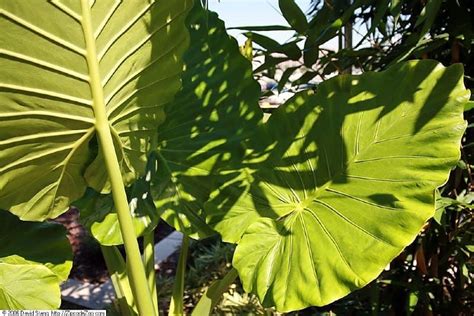 Ultimate Growing Guide For Alocasia Odora Plant Plantly