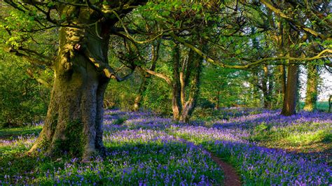 7 Forests Near London For Wholesome Woodland Walks