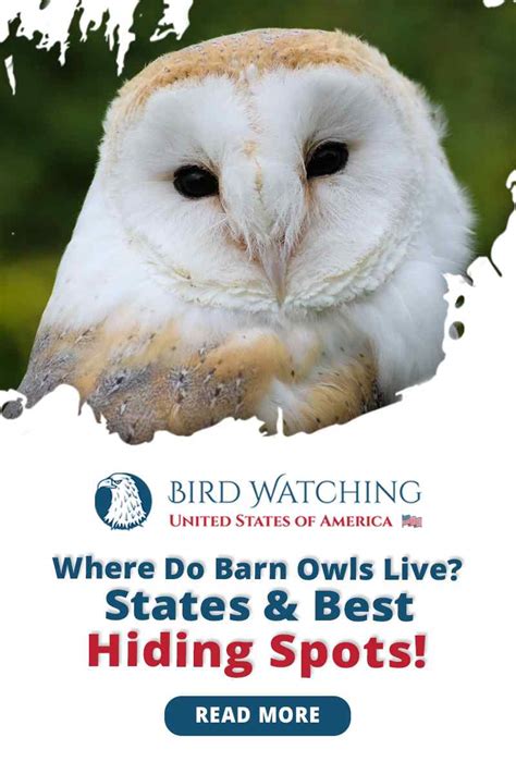 Where Do Barn Owls Live States And Best Hiding Spots