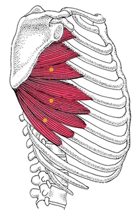 Serratus Anteriormuskeltrg Zone44