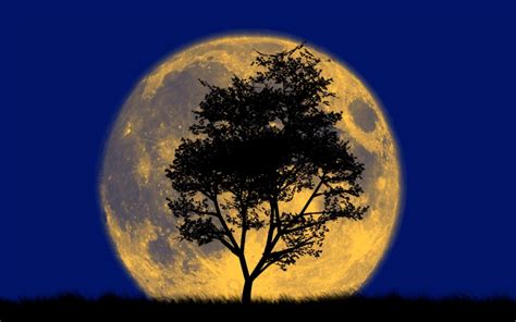 Moon Tree Silhouette Photo