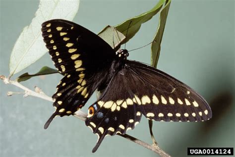 Black Swallowtail Butterfly Papilio Polyxenes Wildlife Journal Junior