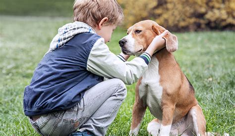 And because they're so similar, it makes sense that a lot of work has to go into teaching a child to be gentle with a puppy, and teaching. Children And Dogs: How A Child Should Approach A Dog - Dog Notebook