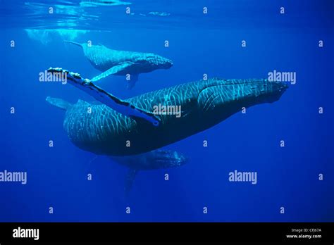 Humpback Whales Megaptera Novaeangliae Mother Calf And Escort