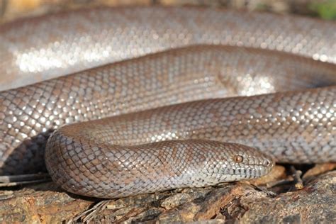 Rosy Boa Care Guide And Prices Petsoid