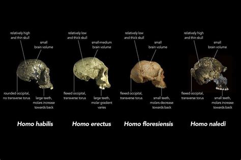 ''neo'' skull of homo naledi. Homo Naledi Shifts Paleoanthropology's Paradigm | JSTOR Daily