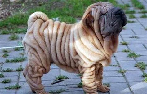 Which five dog breeds are most likely to become fat? Wrinkly Dog Breeds (Dogs with Rolls of Fat) | Petaddon