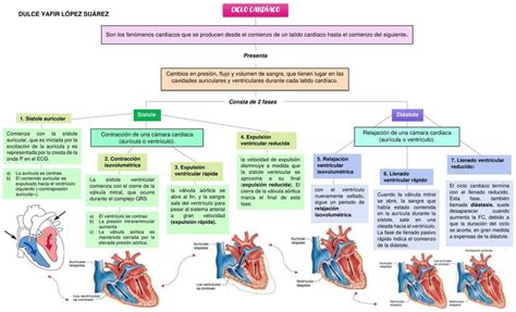 Fases Del Ciclo Cardíaco Mapa Conceptual Dulce Yafir Udocz