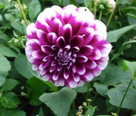 Perkembangbakan generatif dilakukan melalui penyerbukan bunga yang kemudian menghasilkan anakan yang memiliki sifat campuran kedua induknya. Cara Berkembang Biak Bunga Dahlia - Siti