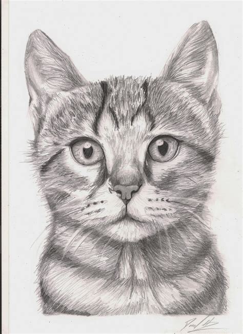 Realistic Pencil Drawing Cat Sketch Drawing