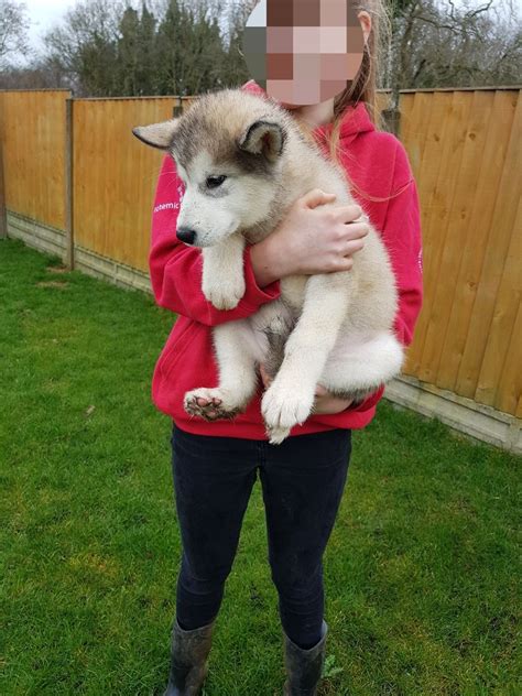 Needs a home with no other dogs or children, and somebody that has got ample amount of time for her. Alaskan Malamute Puppies For Sale | Sacramento, CA #289273