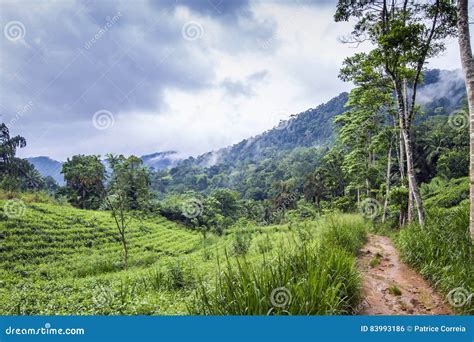 Sinharaja Forest Reserve Sri Lanka Stockfoto Bild Von Landschaft