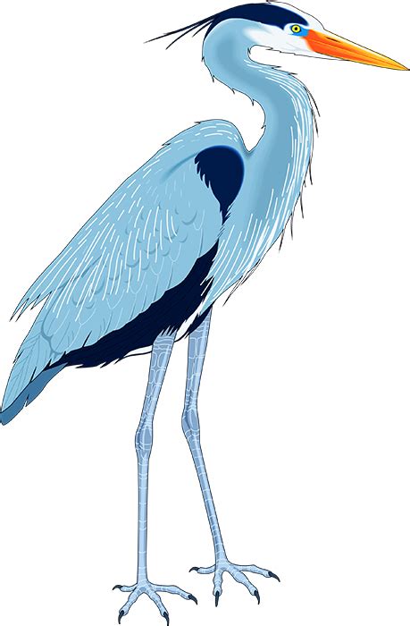 Great Blue Heron Drawing Clip Art Blue Heron Clip Art Png Download