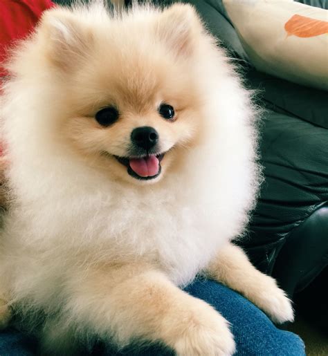 Super Happy Pomeranian Puppy Pomeranian Pomeranian Puppy