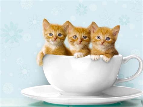Teacup cats are available in a variety of breeds and are simply put, small miniature cats. Teacup Kittens