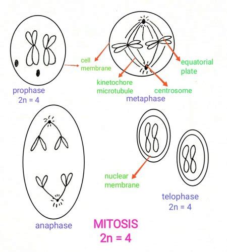 Draw A Cell In Interphase And Each Phase Mitosis The Diploid Or 2n