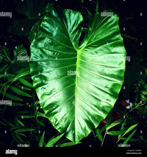 Its A Photo Of A Fresh Large Leaf From A Tropical Plant In A Botanic
