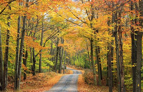 Free Picture Leaf Wood Tree Landscape Nature Road Autumn Forest