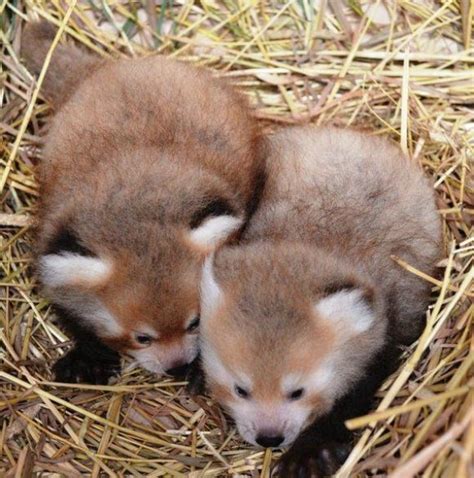 Detroit Zoos Newborn Twin Red Pandas Double Trouble I