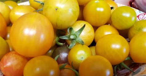 Best Tasting Tomato Varieties For The Home Gardener