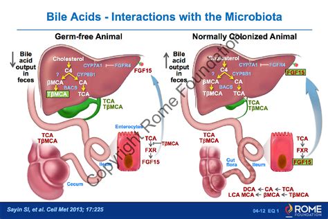 Microenvironment 04 12 Bile Acids Interactions With The Microbiota