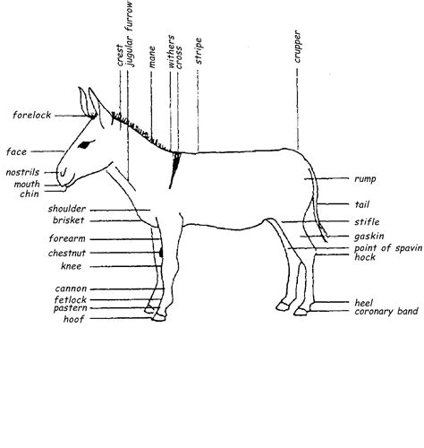 Donkey Forklift Parts Diagram
