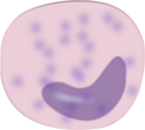 Clipart Monocyte