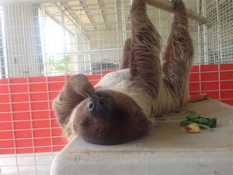 My Sister Works For A Wildlife Reserve And Took A Picture Of This Happy Sleeping Sloth Cute