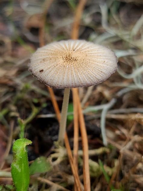 mycology: mushroom hunting, fungi, myco-porn, cultivation