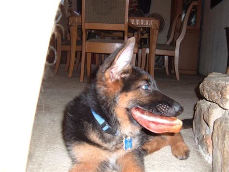 Puppies of all breeds have a critical socialization window that closes at 12 to 16 weeks of life, and your gsd puppy is no exception. How much is the average 12 week old male weigh? - German Shepherd Dog Forums