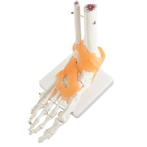 Buy Human Foot Skeleton Model With Ligaments Flexible Anatomically