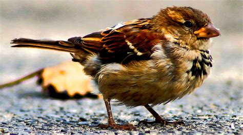 Port Dover Bird By The Pier Photograph By Robert Neiszer Fine Art America