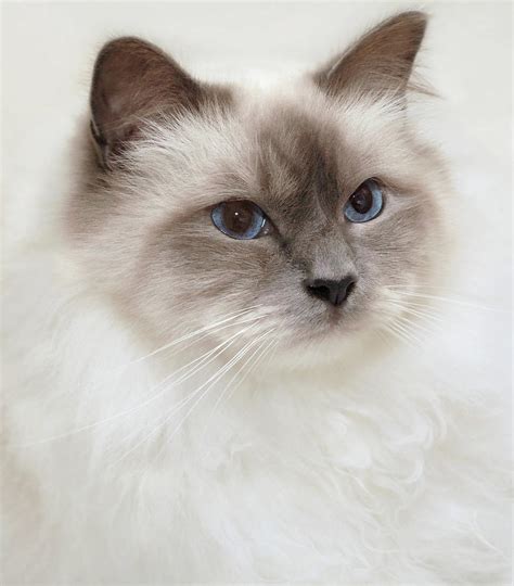 Sacred Birman Cat With Blue Eyes Photograph By Mariar