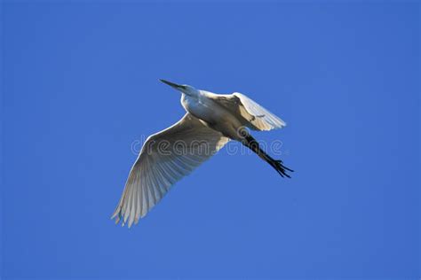 Beautiful Shot Of A White Bird With Long Beak Flying In The Blue Sky