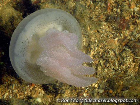The Tide Chaser Scyphozoan Jellyfish Phylum Cnidaria Class Scyphozoa