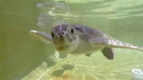 Cute Baby Sea Turtles Trying To Eat My Gopro Youtube